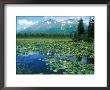 Lake In Alaska On Kenai Peninsular Near Seward, Alaska by David Boag Limited Edition Pricing Art Print