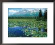 Lake In Alaska On Kenai Peninsular Near Seward, Alaska by David Boag Limited Edition Print
