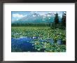 Lake In Alaska On Kenai Peninsular Near Seward, Alaska by David Boag Limited Edition Print