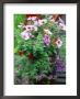 Annuals In Container, Petunia Lobelia, Verbena by Ron Evans Limited Edition Pricing Art Print