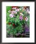 Annuals In Container, Petunia Lobelia, Verbena by Ron Evans Limited Edition Print