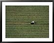 Tractor Raking Hay, Houghton, Mi by Jim Wark Limited Edition Print