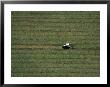 Tractor Raking Hay, Houghton, Mi by Jim Wark Limited Edition Print