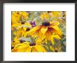 Rudbeckia Hirta Marmalade (Annual Rudbeckia), Close-Up Of Yellow Flowers by Hemant Jariwala Limited Edition Pricing Art Print