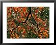 Acer Palmatum Branch After Winter Rain by Mark Bolton Limited Edition Print