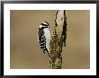 Downy Woodpecker, Quebec, Canada by Robert Servranckx Limited Edition Print