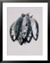 Mackerels, High In Omega 3 Oil by Peter Johansky Limited Edition Print