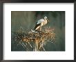 White Stork, Adult On Nest, Estonia by Niall Benvie Limited Edition Pricing Art Print