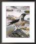 Hooded Crow, Portrait, Scotland by Keith Ringland Limited Edition Pricing Art Print