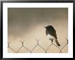 A Black Phoebe Perches On A Wire Fence by Rich Reid Limited Edition Pricing Art Print