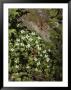 Bunchberry Flowers Blooming On Washingtons Olympic Peninsula by Sam Abell Limited Edition Print
