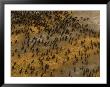 Herds Of Animals On The Plains Of Africa by Beverly Joubert Limited Edition Print
