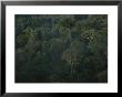 Aerial View Of A Rainforest In Suriname, South America by Stephen Alvarez Limited Edition Print