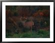 A White-Tailed Deer At The Woods Edge At Dusk by Raymond Gehman Limited Edition Print