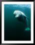 Beluga Whale, St. Lawrence River by Nick Caloyianis Limited Edition Pricing Art Print
