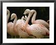 A Flock Of Chilean Flamingos by Joel Sartore Limited Edition Pricing Art Print