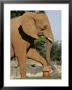 An African Elephant Prepares To Smash A Pumpkin by Wilfredo Lee Limited Edition Pricing Art Print