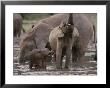 Two Juvenile Forest Elephants Stand Next To Their Mother by Michael Fay Limited Edition Pricing Art Print