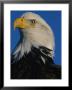 Portrait Of An American Bald Eagle, Haliaeetus Leucocephalus by Norbert Rosing Limited Edition Pricing Art Print