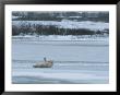 A Polar Bear Rolls On Its Back On Ice And Seems To Wave A Greeting by Tom Murphy Limited Edition Print