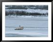 A Polar Bear Rolls On Its Back On Ice And Seems To Wave A Greeting by Tom Murphy Limited Edition Pricing Art Print