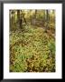 Fallen Maple Leaves In A Clearing In The Woods by Bill Curtsinger Limited Edition Print
