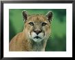 A Close View Of A Captive Male Mountain Lion by Norbert Rosing Limited Edition Pricing Art Print