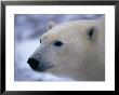 A Close View Of A Polar Bears Face by Paul Nicklen Limited Edition Print