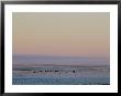 Autumn Twilight Stretches Across Cambridge Bay by Norbert Rosing Limited Edition Print