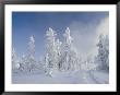 Snow-Covered Trees, West Thumb Geyser Basin, Wyoming by Raymond Gehman Limited Edition Print