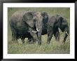 Two Elephants Grazing In The Park by Michael S. Lewis Limited Edition Print