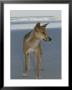 A Dingo Stands On An Ocean Shore Beach by Nicole Duplaix Limited Edition Pricing Art Print