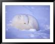 An Arctic Fox Blends Into The Snow by Paul Nicklen Limited Edition Pricing Art Print