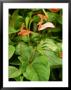 Anthurium Andreanum by Mark Bolton Limited Edition Print