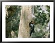A Pileated Woodpecker Finds A Resting Spot In The Hole Of A Dead Tree by Nicole Duplaix Limited Edition Print