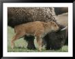 American Bison Calf Stands Next To Mother by Norbert Rosing Limited Edition Print
