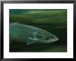 A Determined Two-To Six-Pund Grilse Makes His Way Through The Water by Paul Nicklen Limited Edition Pricing Art Print