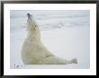 A Polar Bear Sits In The Snow by Norbert Rosing Limited Edition Pricing Art Print