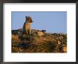 The Late Afternoon Sun Casts An Orange Glow Over A Young Arctic Fox by Norbert Rosing Limited Edition Print