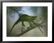 A Chameleon With Yellow Eyes Balances On A Thin Branch by Michael Melford Limited Edition Print
