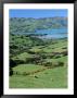 Rolling Fields With Grazing Sheep Overlooking Otago Peninsula by Todd Gipstein Limited Edition Pricing Art Print