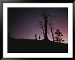 Two Tourists Standing By Trees Are Silhouetted Against A Night Sky by Randy Olson Limited Edition Print