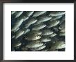 Close View Of A School Of Snappers by Bill Curtsinger Limited Edition Print