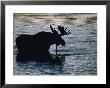 Moose Wading In A Kettle Lake, His Body Silhouetted Against The Water by Michael Melford Limited Edition Print