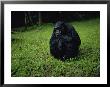 Chimpanzee In The Rain by Michael Nichols Limited Edition Print