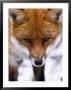 Red Fox, Portrait Of Face, Lancashire, Uk by Elliott Neep Limited Edition Print