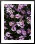 Aster Little Carlow Perennial Close-Up Of Daisy Like Mauve Flowerheads by Mark Bolton Limited Edition Pricing Art Print