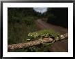 A Bright Green Chameleon Walks Along A Branch by Bill Curtsinger Limited Edition Print