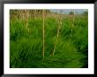 Lush Green Grasses Blow In The Wind by Raymond Gehman Limited Edition Print