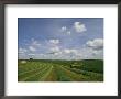 An Soybean Field Is Harvested In Minnesota by Annie Griffiths Belt Limited Edition Print